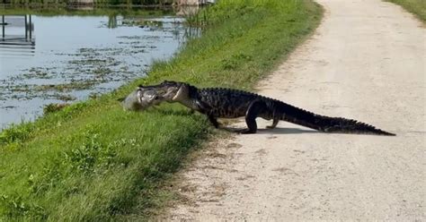 duży aligator w bagnie