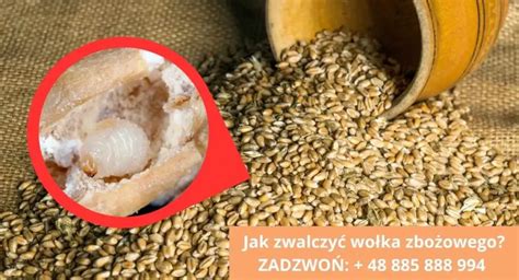 Tematyczne zdjęcie wołka zbożowego na ziarnie