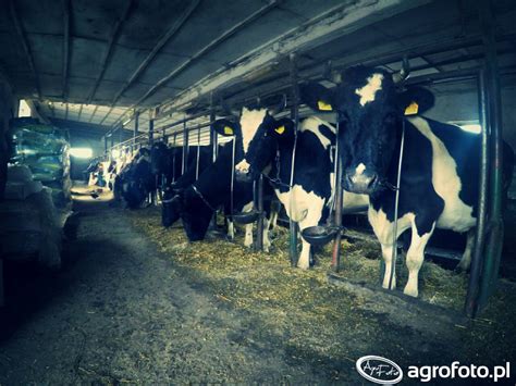 Krowy w oborze wymagające karmienia i sprzątania w Farming Simulator 17