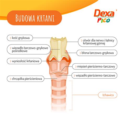 Schemat budowy krtani kota