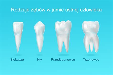 Szczegółowe zdjęcie zębów bocznych łyżki